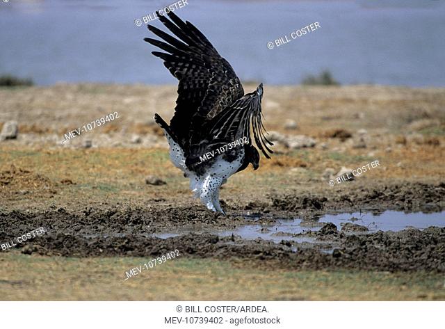 Martial Eagle - drinking at waterhole (Polemaetus bellicosus)