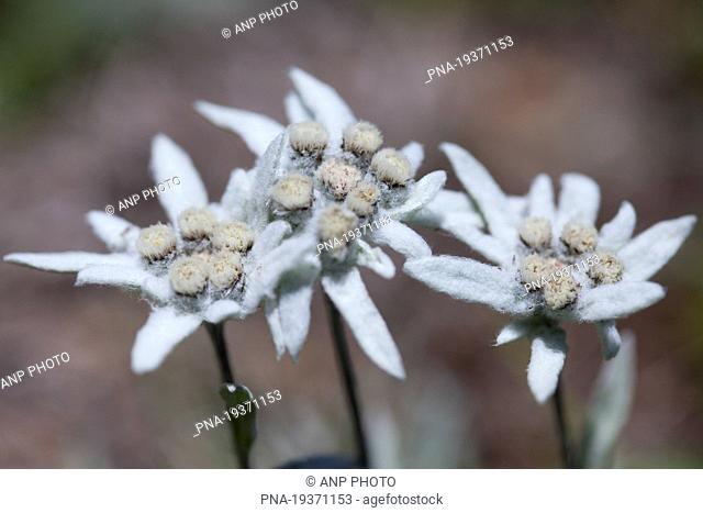 Edelweiss Leontopodium alpinum - Molines-en-Queyras, Alps, Hautes-Alpes, Provence-Alpes-CÃ–te dÄ±Azur, France, Europe