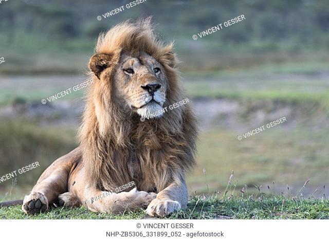 Male African Lion (Panthera leo) lying and watching, Ndutu (Ngorongoro) Conservation Area, Tanzania
