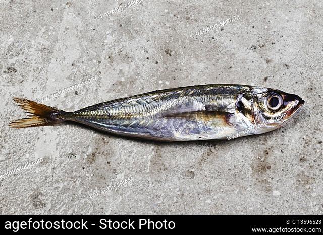One mackerel on concrete surface