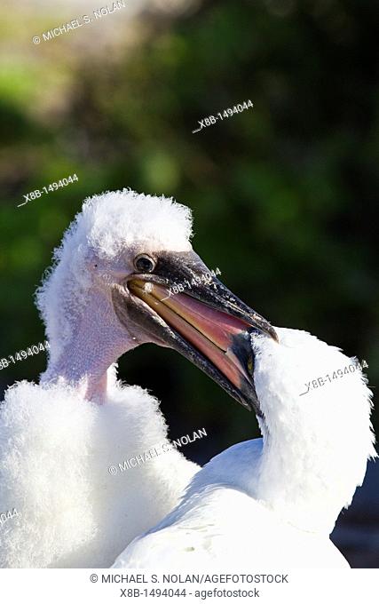 Adult Nazca booby Sula grantii feeding downy chick in the Galapagos Island Archipelago, Ecuador  MORE INFO Nazca boobies are known for practicing obligate...