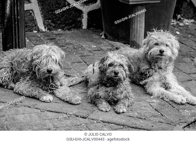 Port of Three Shaggy Dogs in Street