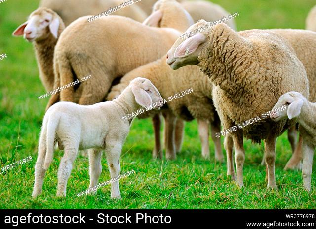 Sheep and lamb standing in field, Bavaria, Germany