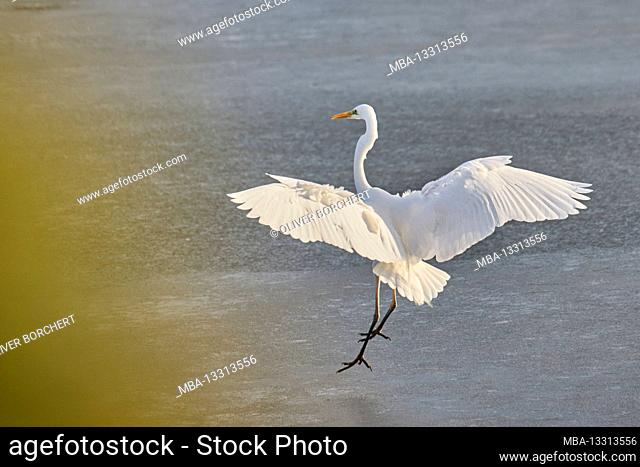 Great Egret, Ardea alba, flying