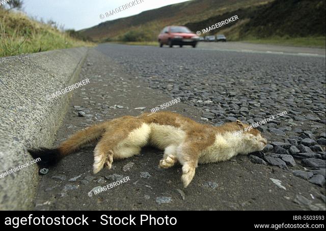 Stoat (Mustela erminea) adult, roadkill, dead at side of road, Yorkshire, England, United Kingdom, Europe