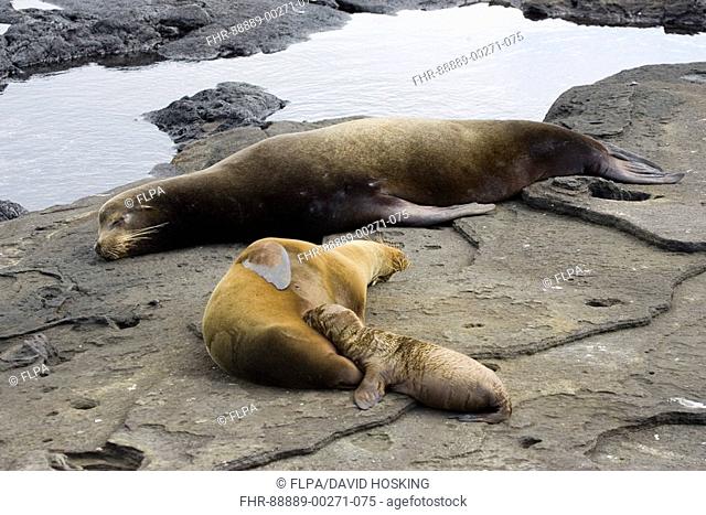 Galapagos sea lion, zalophus californianus wollebacki, aquatic, mammal, Galapagos