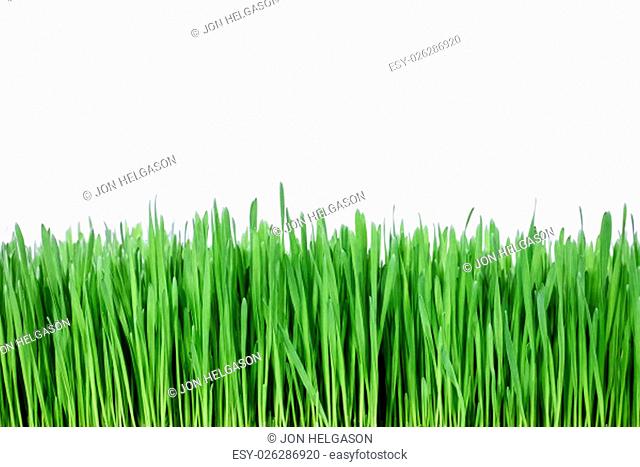 Healthy green grass over white background