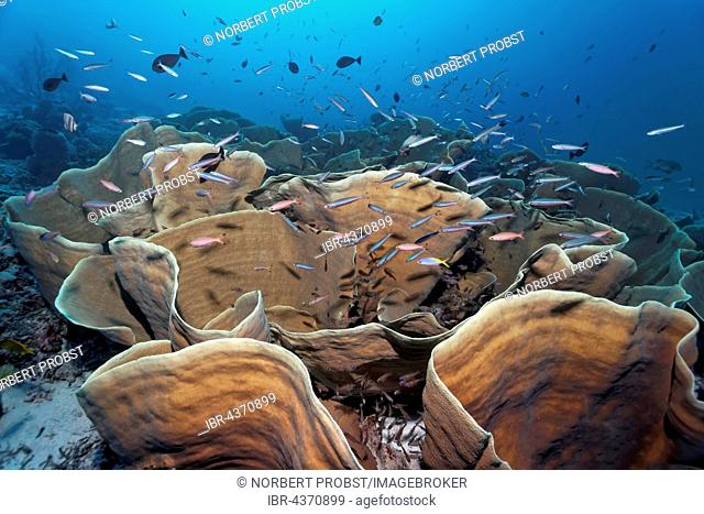 Disc coral (Turbinaria mesenterina), shelter for various reef fish, Wakatobi Island, Tukangbesi Archipelago, Wakatobi National Park, Banda Sea