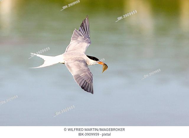 Common Tern (Sterna hirundo), in flight, with a fish in its beak, Texel, North Holland, The Netherlands