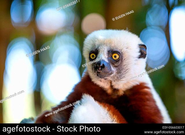 The Coquerel Sifaka in its natural environment in a national park on the island of Madagascar