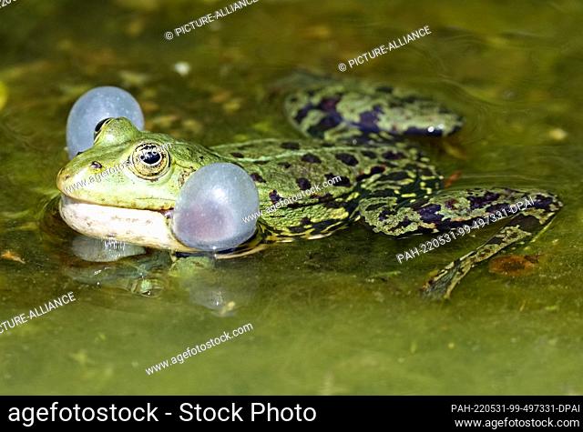 31 May 2022, Brandenburg, Oranienburg: A frog blows its sound bubbles in a narrow canal in the Green Classroom in Oranienburg Palace Park