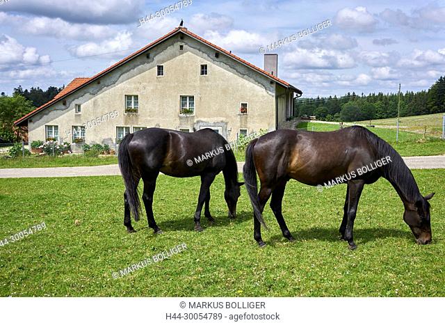 Jura, Le Roselet, horse, court, house, free mountains, nag, black horse
