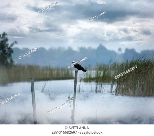 Hawk Perching On A Log At Foggy Morning