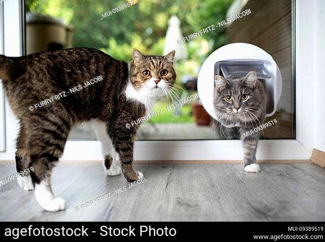 cat entering room by passing through cat flap next to another cat standing in front of window looking at camera