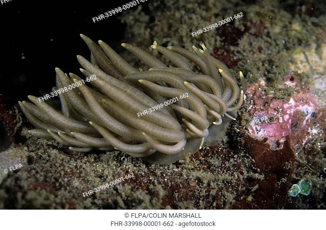 Sea Slug Phyllodesmium briareus Retak Larry, Lembeh Straits, Sulawesi, Indonesia
