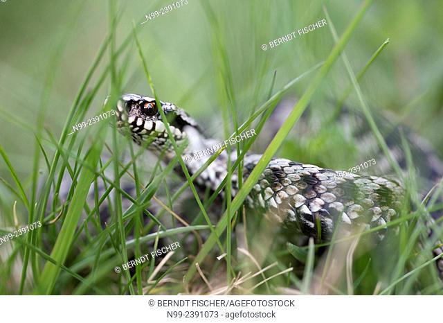 Adder (Vipera berus), male, creeping through grass, Bavaria, Germany