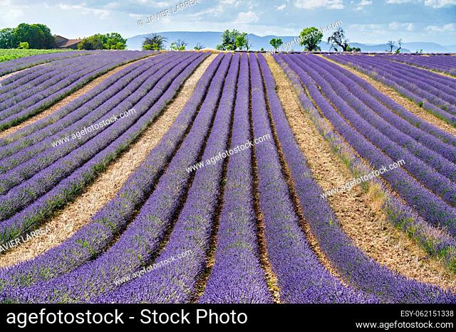 Lavender is a perennial plant that blooms from late June to mid-August, and is well known for its distinctive scent. The Provence region of France is the...