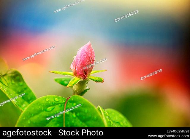 Blossoming tree in spring garden. Beautiful spring natural background