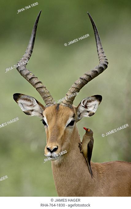 Male Impala Aepyceros melampus with a Red-Billed Oxpecker Buphagus erythrorhynchus, Kruger National Park, South Africa, Africa