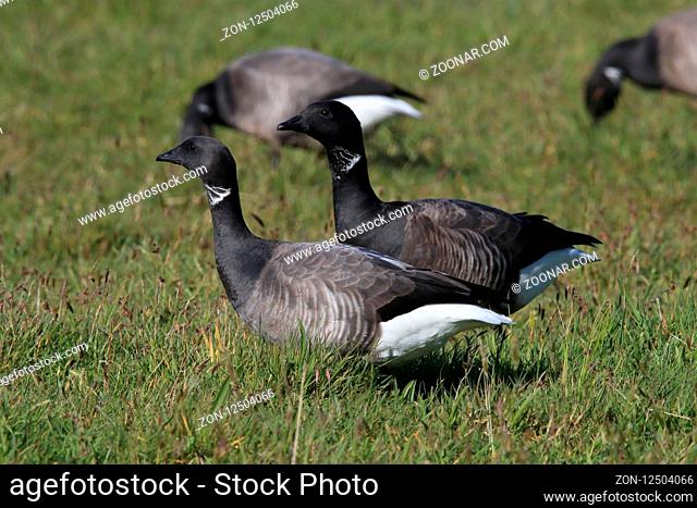 brent goose (Branta bernicla) Texel Holland