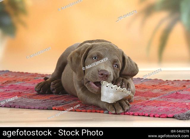 Chesapeake Bay Retriever, puppy, 9 weeks, with chew toy, chew shoe