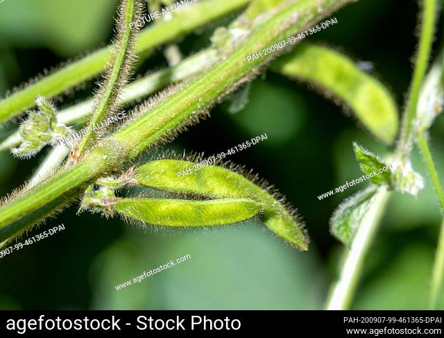 31 July 2020, Mecklenburg-Western Pomerania, Finkenthal: Soybeans grow in a field belonging to the Fürstenhof producer association