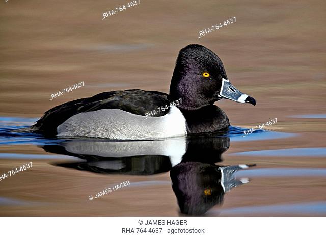 Ring-necked Duck (Aythya collaris) swimming, Clark County, Nevada, United States of America, North America