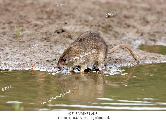 Brown Rat Rattus norvegicus adult, standing on mud at edge of water, England, august captive
