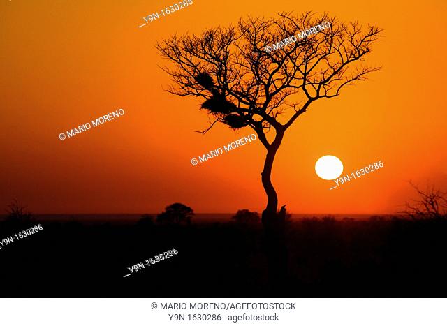 Acacia tree silhouetted against the setting sun near Satara camp in the kruger National park, South Africa