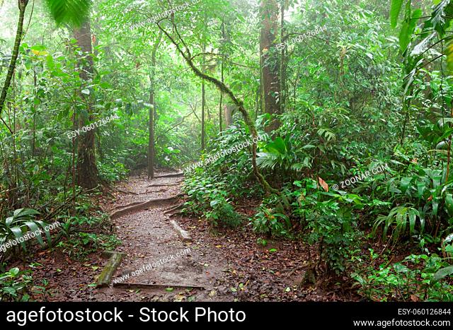Path in lush rainy rainforest Costa Rica