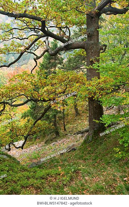 sessile oak Quercus petraea, slope with oak, Germany, Saxony-Anhalt, Ilsetal