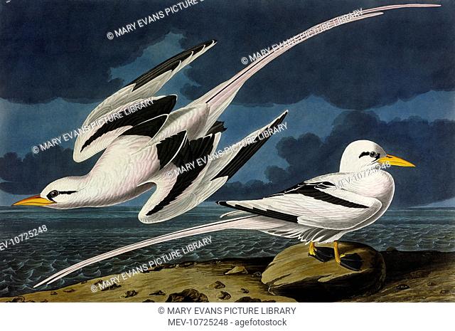 Tropic Bird, Phaeton Aethereus, by John James Audubon (1785-1851). A colour plate in The Birds of America: From Original Drawings