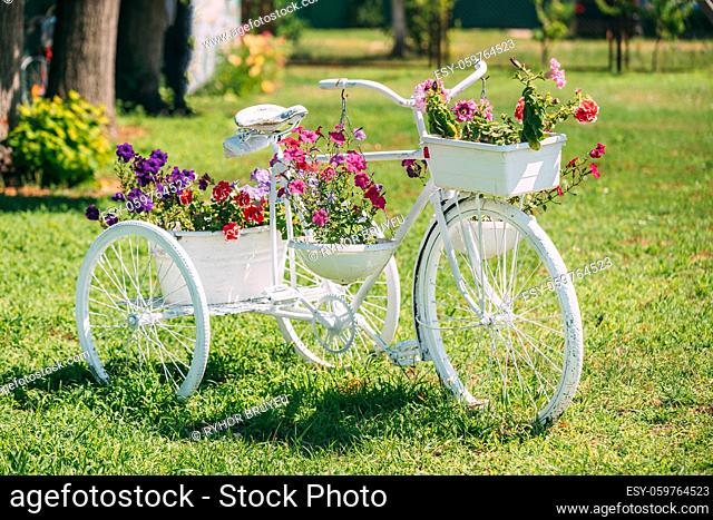 Decorative Retro Vintage Model Bicycle Equipped Basket Flowers Garden In Sunny Summer Day. Summer Flower Bed With Petunias. Landscaping, Garden Decor