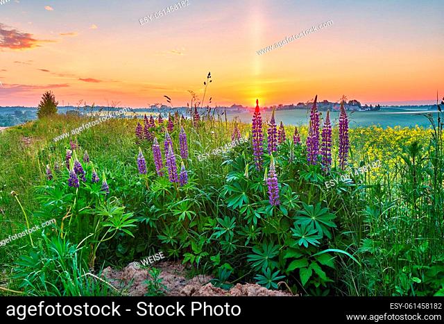 Wildflowers in Summer Sunrise. Purple lupine and canola field, morning light. Violet lupinus, lupin. Beautiful natural landscape