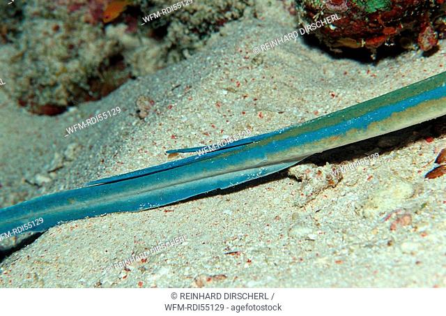 Spine of a Bluespotted ribbontail ray, Taeniura lymma, Africa, Red Sea, Sudan