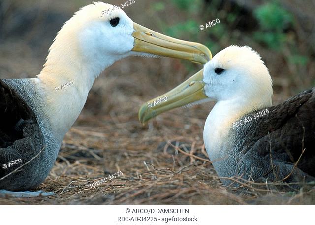 Waved Albatrosses pair Hood Island Galapagos Islands Ecuador Diomedea irrorata