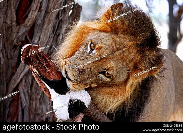 Kalahari-Löwe im Kgalagadi Transfrontier National Park mit Oryxkopf, Südafrika; lion in south africa