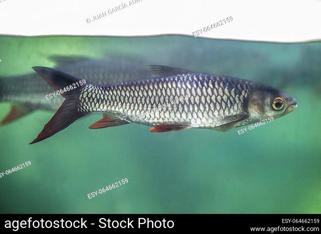 Sultan fish or Leptobarbus hoevenii, cyprinid fish that are native to freshwater habitats in Southeast Asia