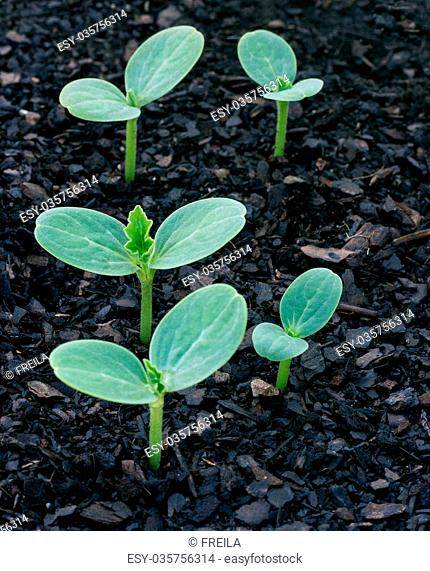 easy to grow seeds, for children, new seedlings planted andgrowing in a dark soil with wood chip