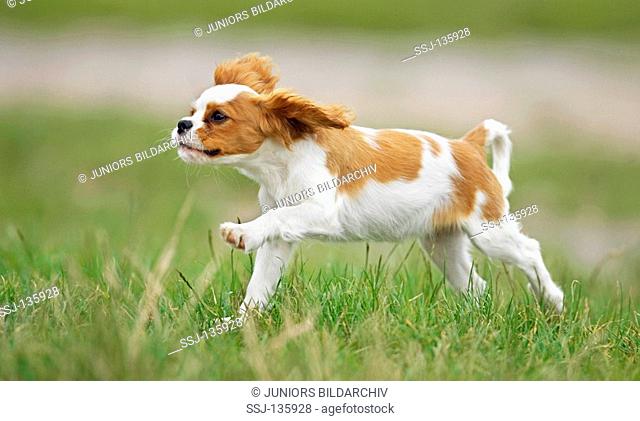 Cavalier King Charles Spaniel puppy - running on meadow restrictions: Tierratgeber-Bücher / animal guidebooks