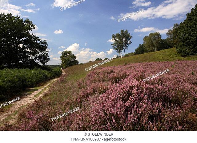 Heather, Ling Calluna vulgaris - Cross-border park Maas-Swalm-Nette, National Park de Meinweg, Roerdalen, Limburg, The Netherlands, Holland, Europe