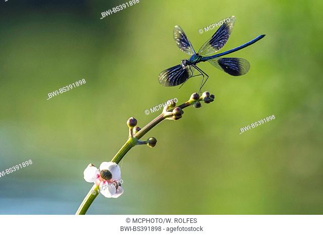 banded blackwings, banded agrion, banded demoiselle (Calopteryx splendens, Agrion splendens), on Sagittaria, Germany, Lower Saxony