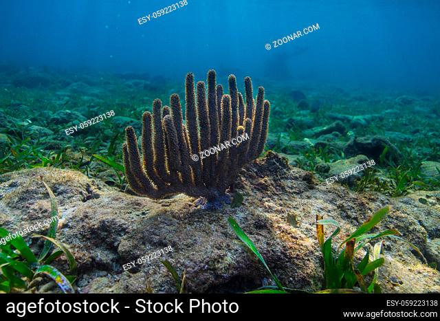 Multiple branch coral at the bottom of a reef