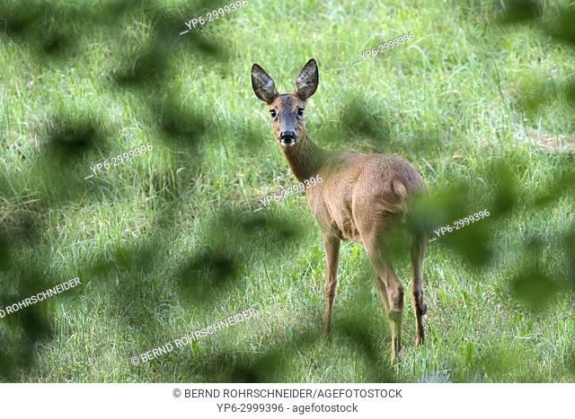 Western roe deer (Capreolus capreolus), adult female standing on meadow, seen through leaves of a tree, near Nohn, Eifel, Rhineland-Palatinate, Germany