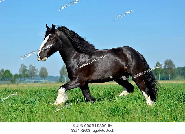 Shire Horse. Pinto horse in a trot on a meadow