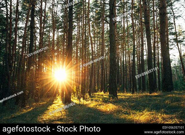 Beautiful Sunset Sunrise Sun Sunshine In Sunny Autumn Coniferous Forest. Sunlight Sunbeams Through Woods Trunk In Forest Landscape
