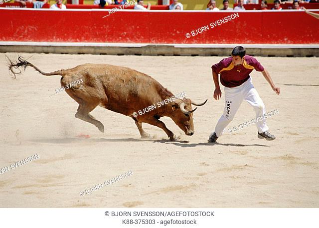 'Recortadores' bloodless form of bullfighting. Pamplona. Navarre, Spain