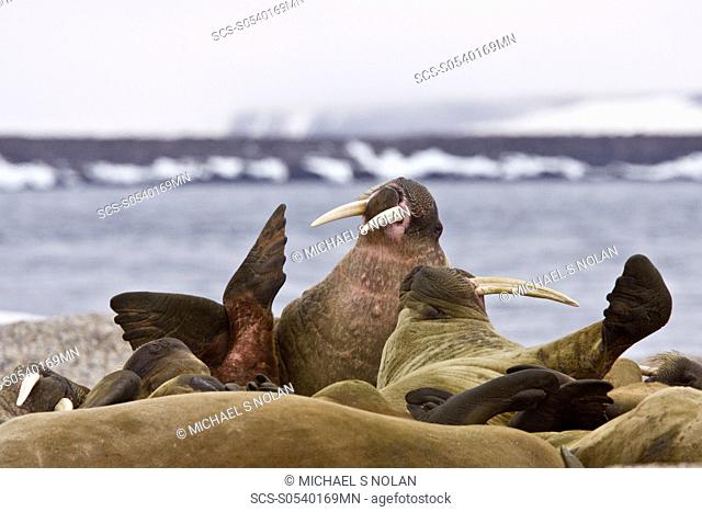 Adult male walrus Odobenus rosmarus rosmarus at Torellneset, a point on Nordaustlandet Island in the Hinlopenstretet in the Svalbard Archipelago in the Barents...