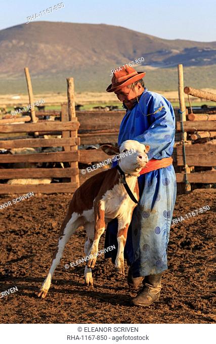 Man in traditional clothing (blue deel) handles calf in pen, dawn milking, Summer, Nomad camp, Gurvanbulag, Bulgan, Mongolia, Central Asia, Asia