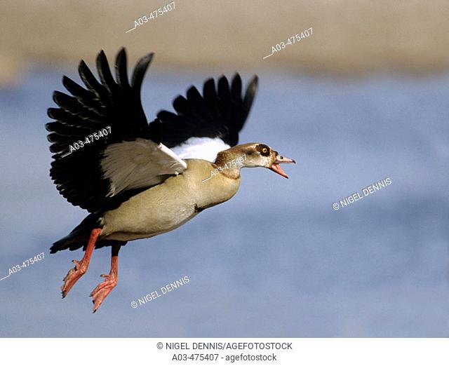 Egyptian Goose, Alopochen aegyptiacus, in flight, KwaZulu-Natal, South Africa
